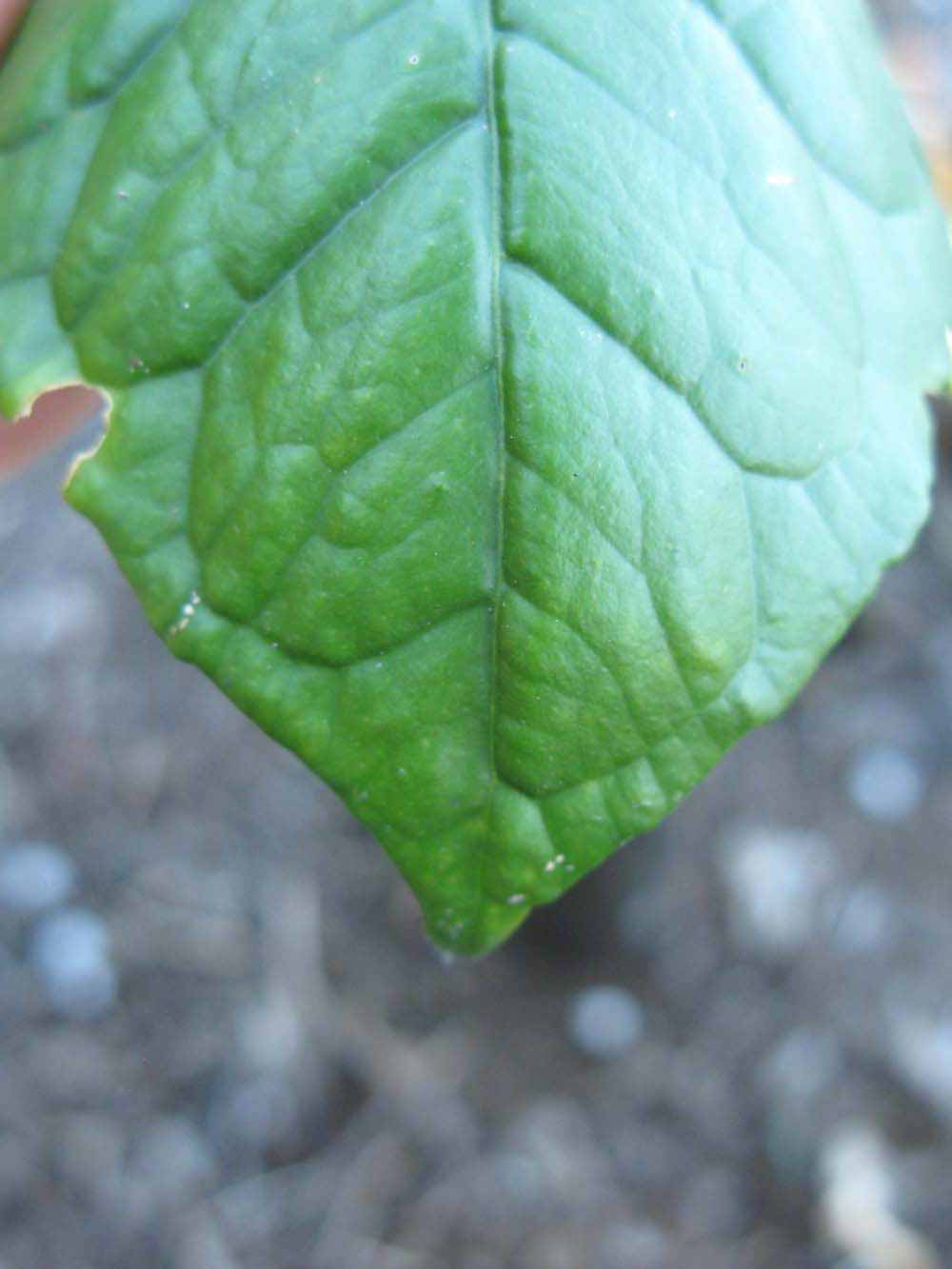              Margin (Winter Haven, FL)       